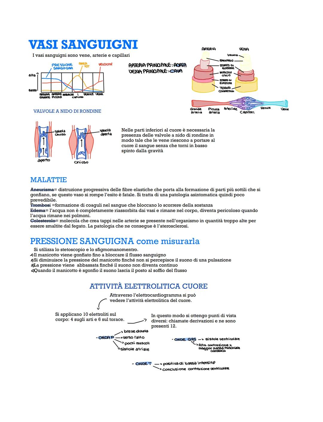 APPARATO
CARDIOVASCOLARE
È costituito da un sistema chiuso di vasi e un cuore, è
suddiviso in circolazione polmonare e sistemica.
Esistono v