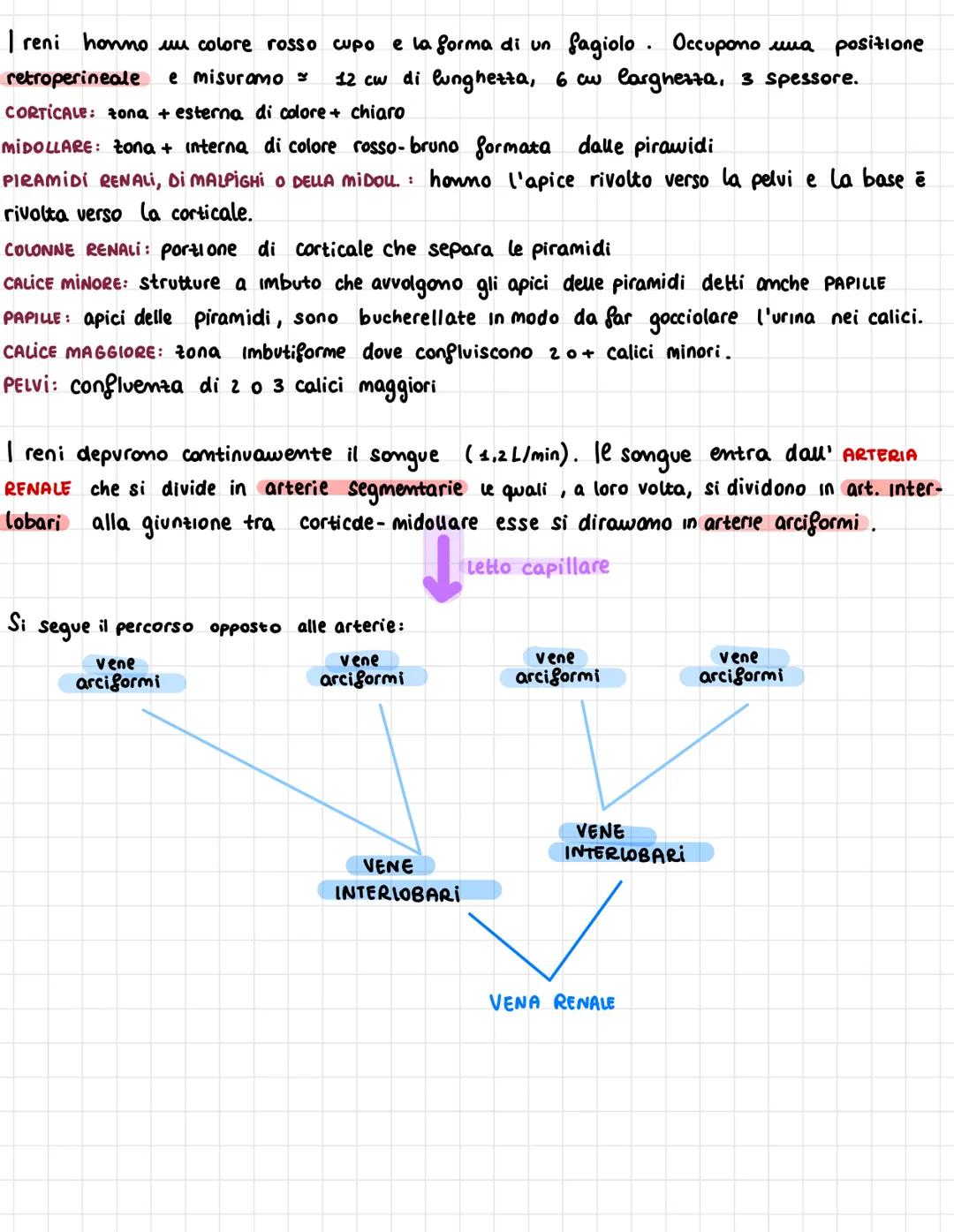 APPARATO
URINARIO
I RENi sono orgoni che garantiscono l'omeostasi filtrondo una grande
quantità di songue per eliminare attraverso l'URINA i