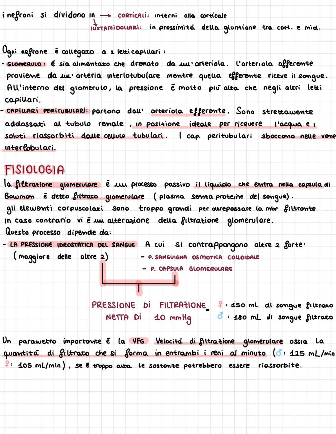 APPARATO
URINARIO
I RENi sono orgoni che garantiscono l'omeostasi filtrondo una grande
quantità di songue per eliminare attraverso l'URINA i