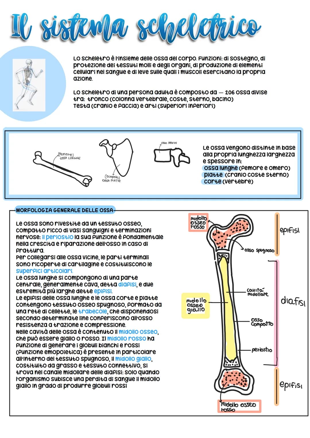 Il sistema scheletrico
Lo scheletro è l'insieme delle ossa del corpo. Funzioni: di sostegno, di
protezione dei tessuti molli e degli organi,