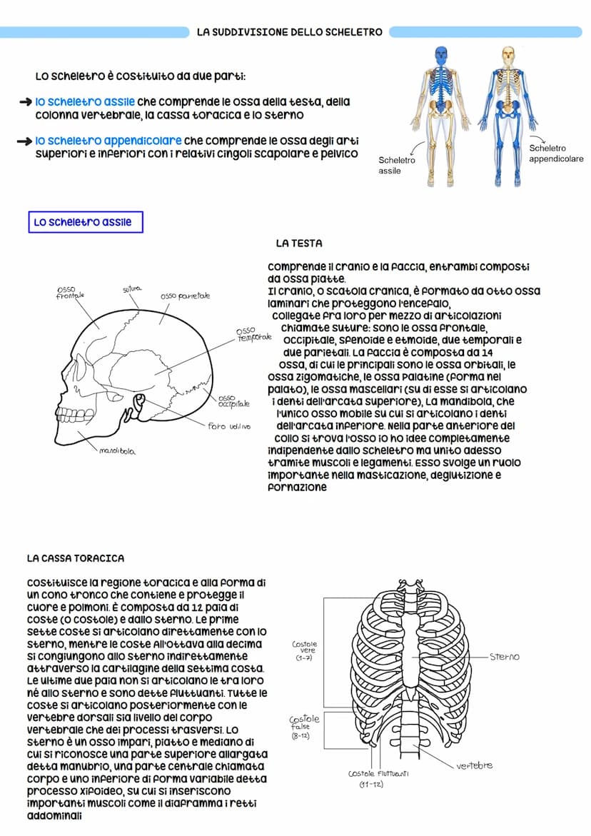 Il sistema scheletrico
Lo scheletro è l'insieme delle ossa del corpo. Funzioni: di sostegno, di
protezione dei tessuti molli e degli organi,