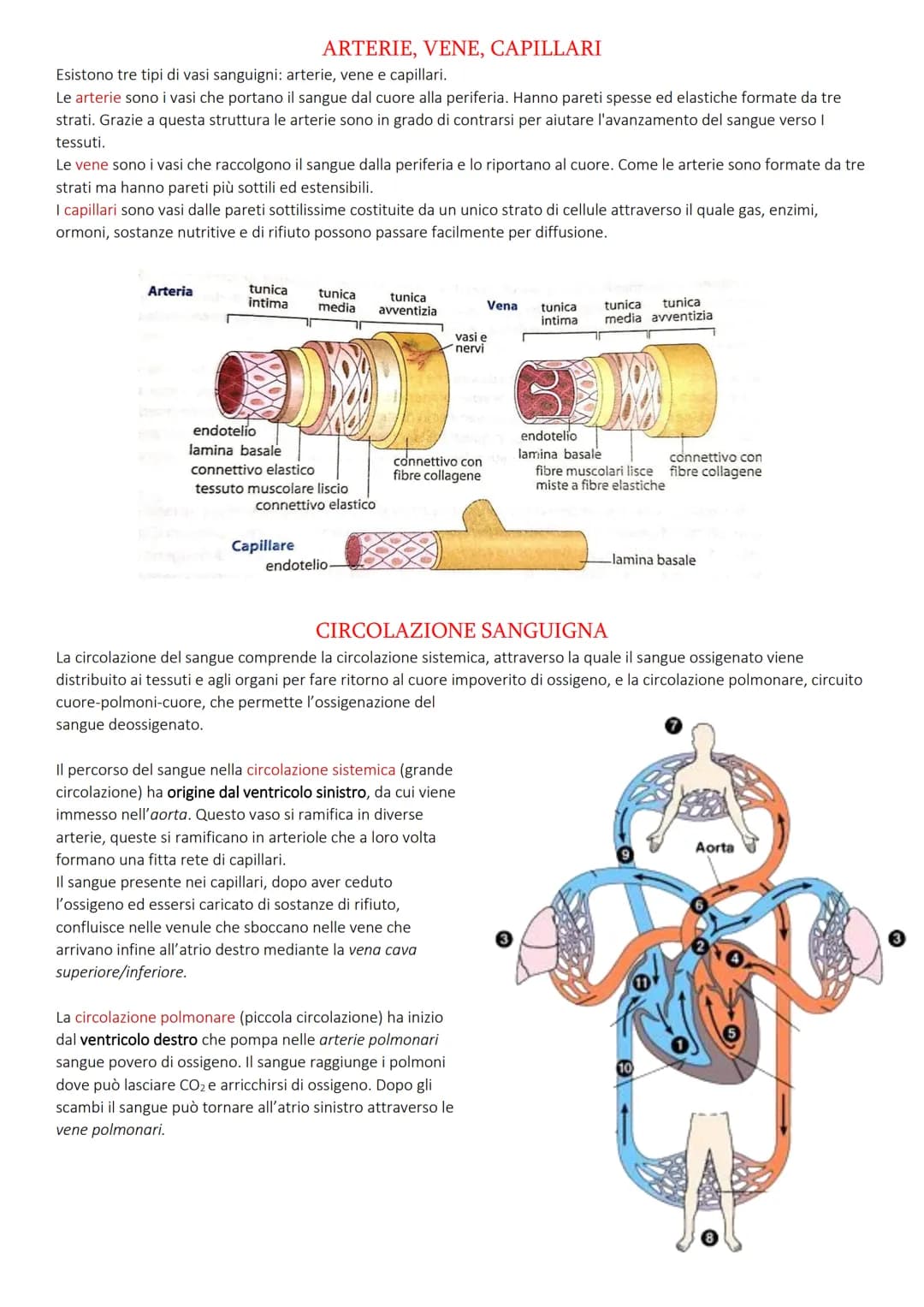 SISTEMA CIRCOLATORIO CARDIOVASCOLARE
Il sistema circolatorio cardiovascolare garantisce la distribuzione a tutte le cellule dell'organismo d