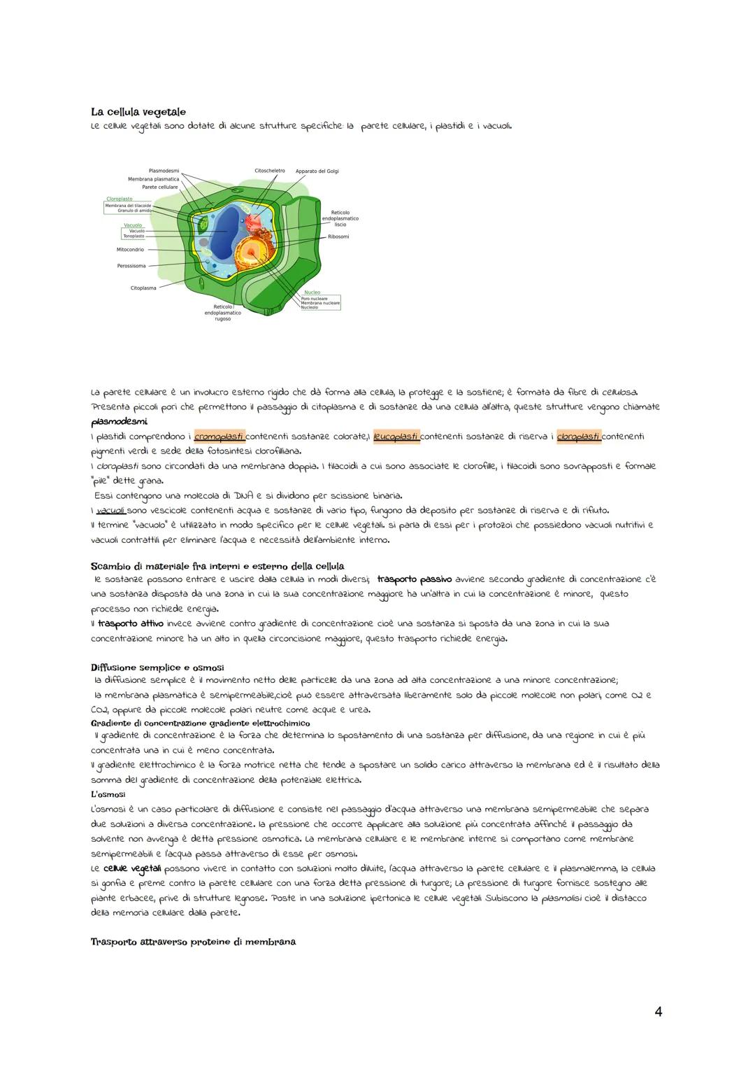 BIOLOGIA CELLULARE
La teoria cellulare
Il termine "cellula" descrive le piccole cavità evidenziate, la struttura della cellula è stata studi