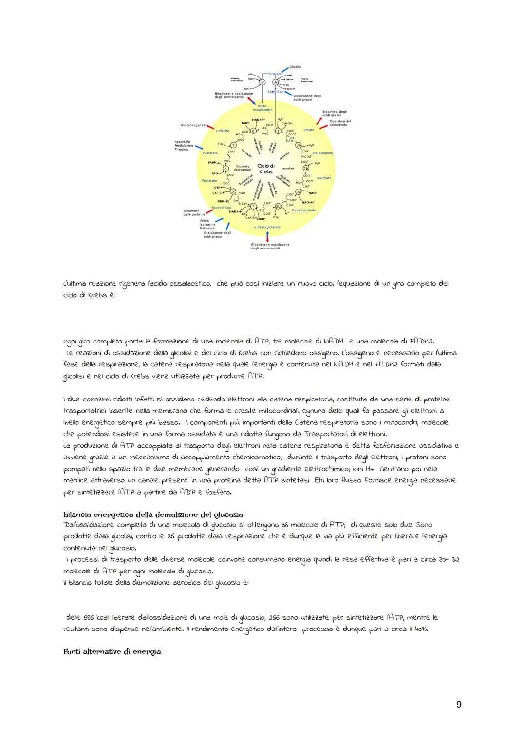 BIOLOGIA CELLULARE
La teoria cellulare
Il termine "cellula" descrive le piccole cavità evidenziate, la struttura della cellula è stata studi