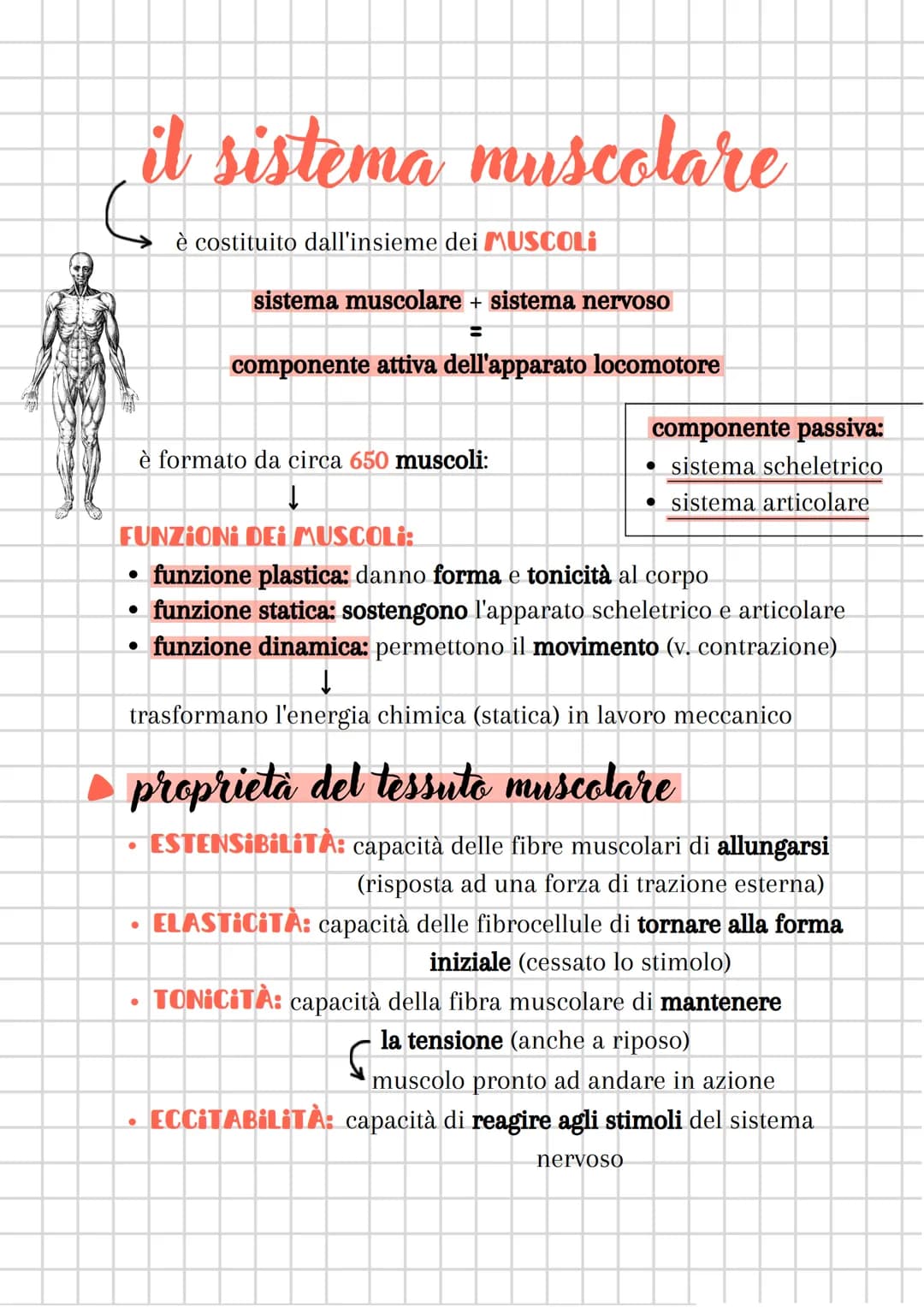 il sistema muscolare
●
è costituito dall'insieme dei MUSCOLI
sistema muscolare + sistema nervoso
componente attiva dell'apparato locomotore
