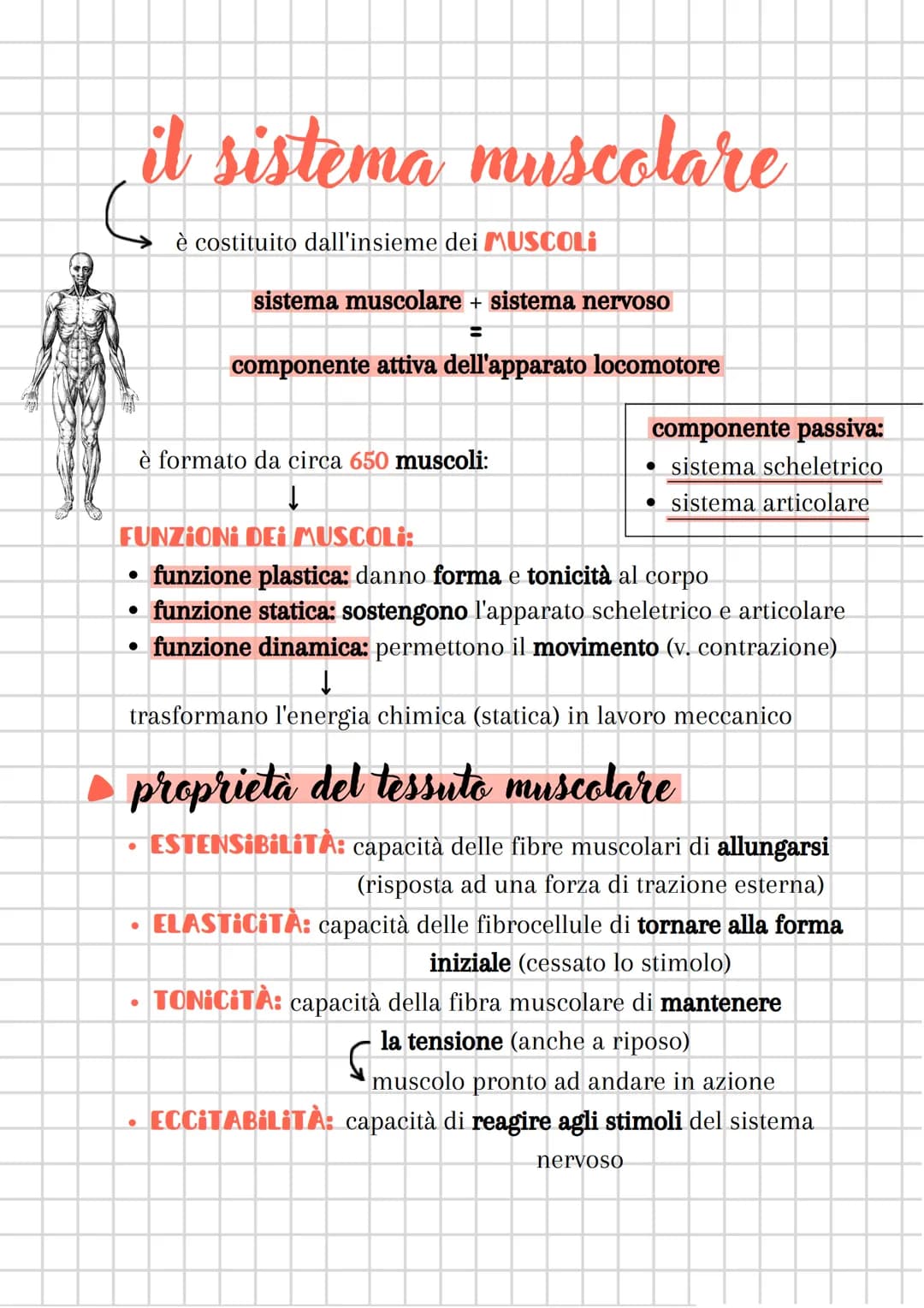 il sistema muscolare
●
è costituito dall'insieme dei MUSCOLI
sistema muscolare + sistema nervoso
componente attiva dell'apparato locomotore
