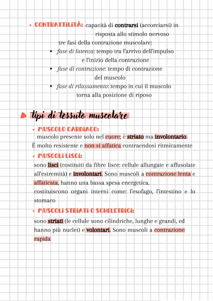 il sistema muscolare
●
è costituito dall'insieme dei MUSCOLI
sistema muscolare + sistema nervoso
componente attiva dell'apparato locomotore
