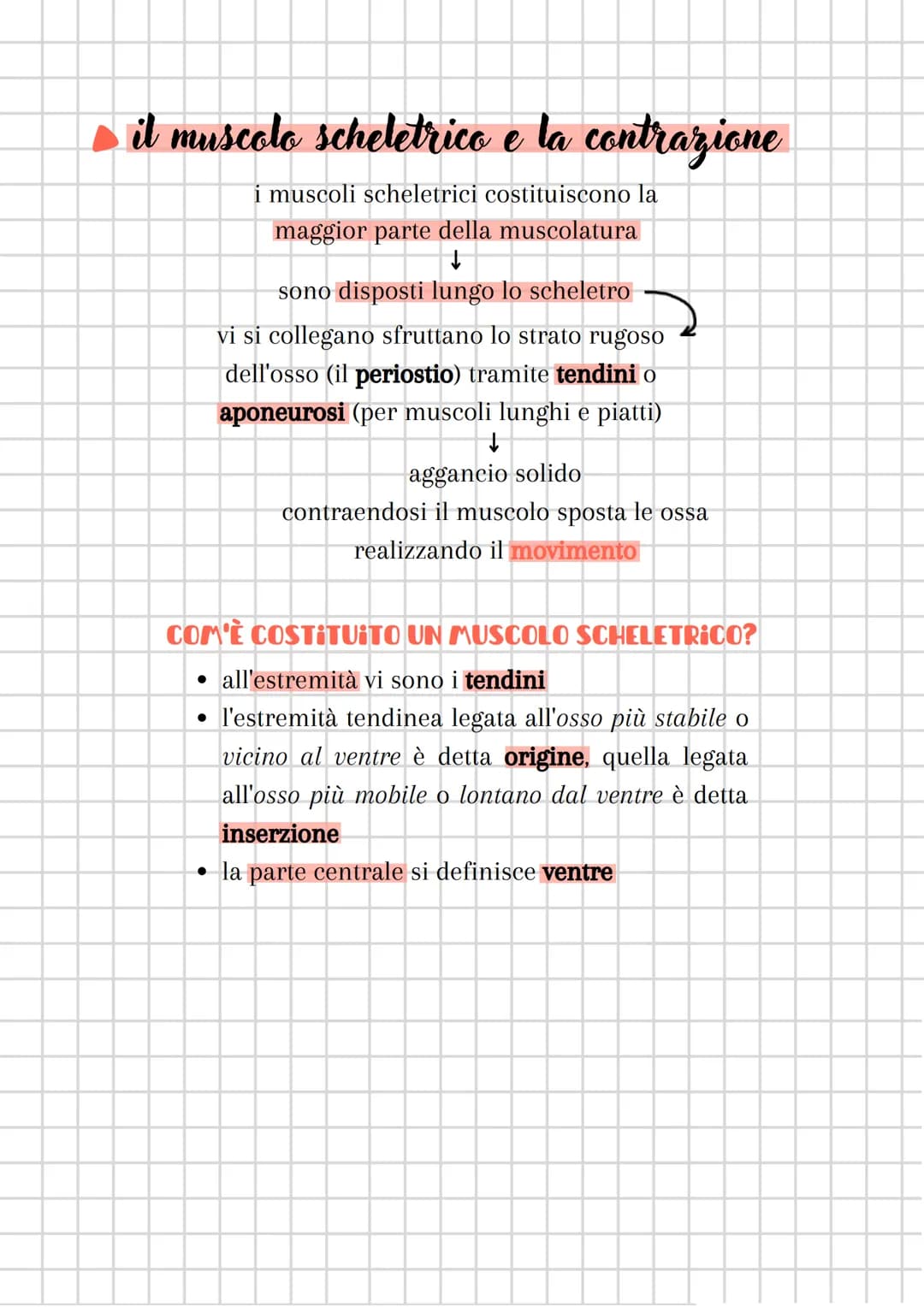 il sistema muscolare
●
è costituito dall'insieme dei MUSCOLI
sistema muscolare + sistema nervoso
componente attiva dell'apparato locomotore
