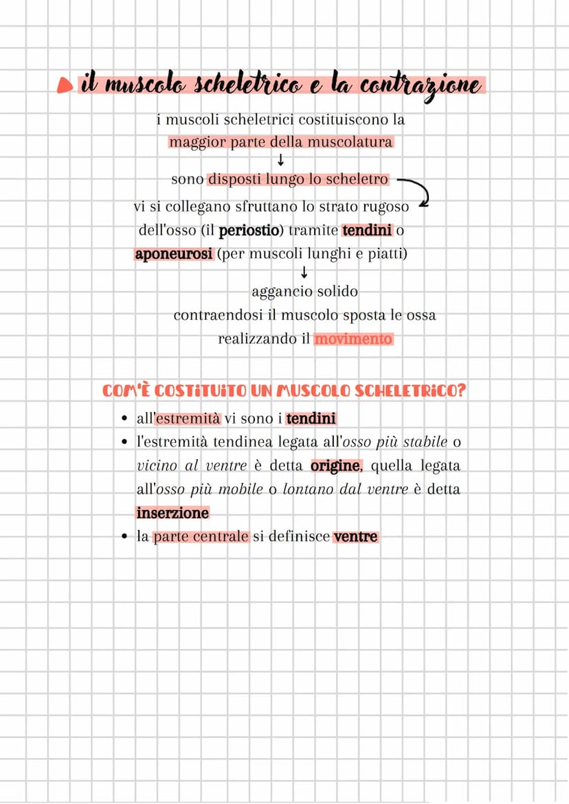 il sistema muscolare
●
è costituito dall'insieme dei MUSCOLI
sistema muscolare + sistema nervoso
componente attiva dell'apparato locomotore
