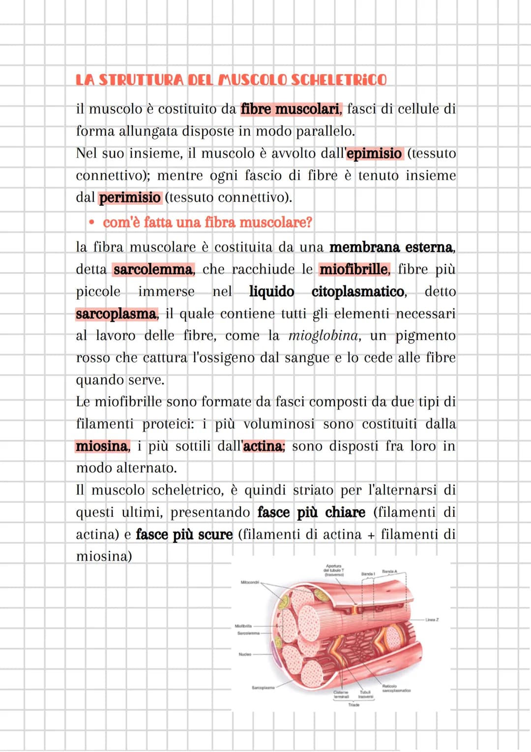 il sistema muscolare
●
è costituito dall'insieme dei MUSCOLI
sistema muscolare + sistema nervoso
componente attiva dell'apparato locomotore
