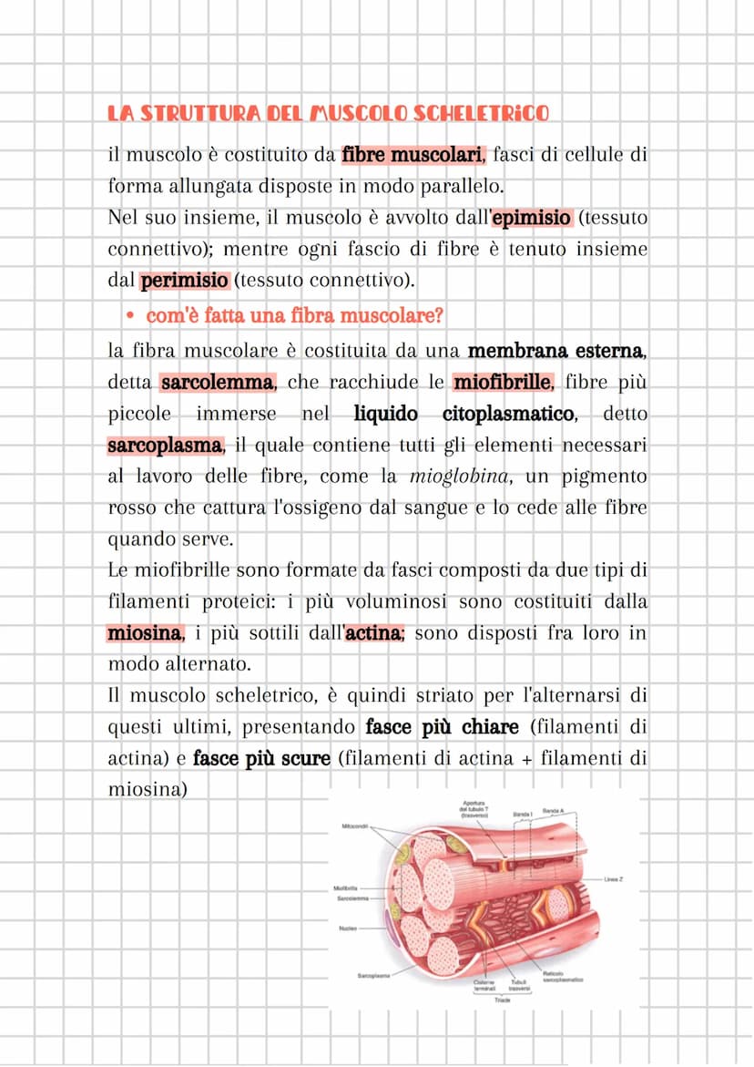 il sistema muscolare
●
è costituito dall'insieme dei MUSCOLI
sistema muscolare + sistema nervoso
componente attiva dell'apparato locomotore
