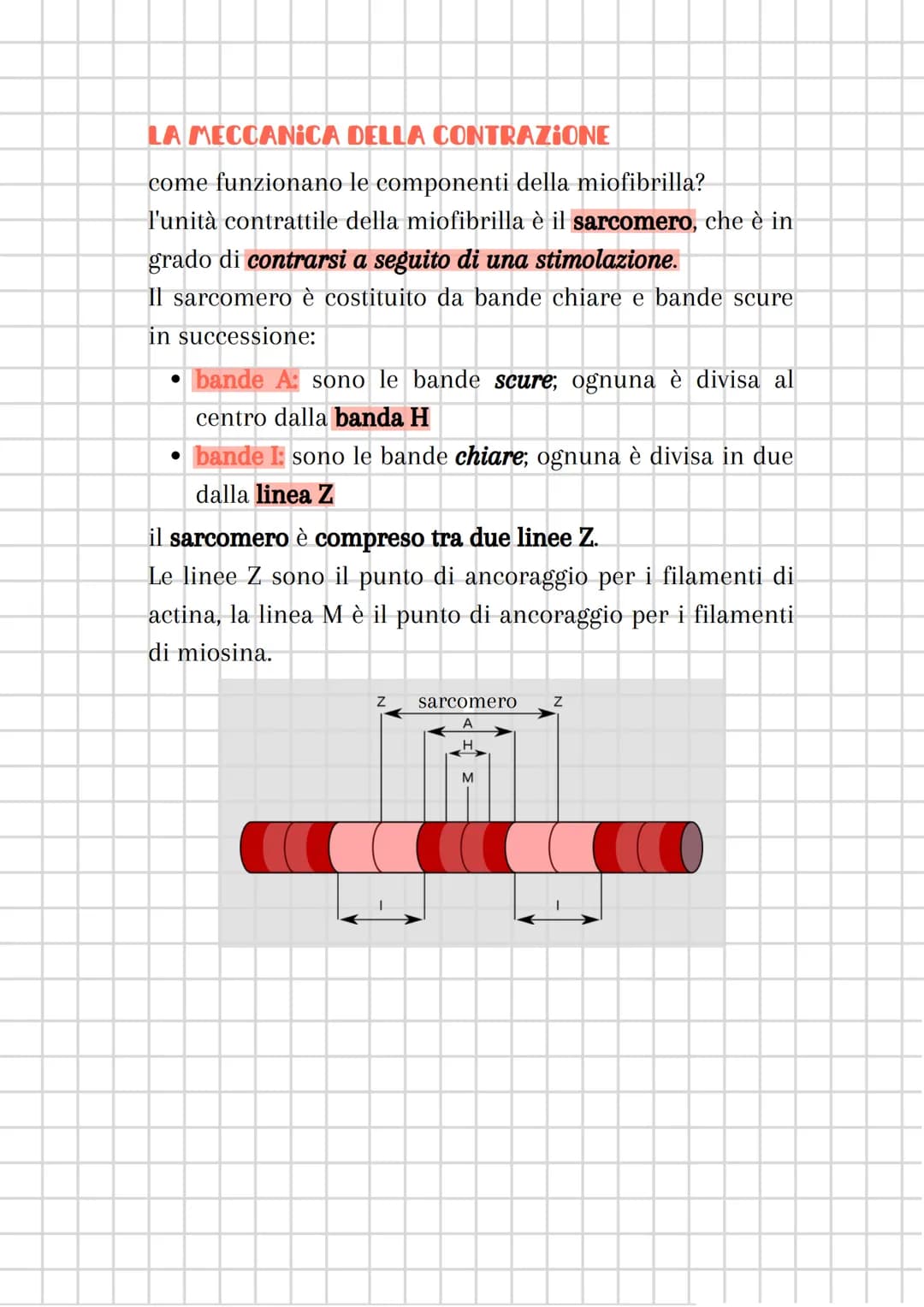 il sistema muscolare
●
è costituito dall'insieme dei MUSCOLI
sistema muscolare + sistema nervoso
componente attiva dell'apparato locomotore
