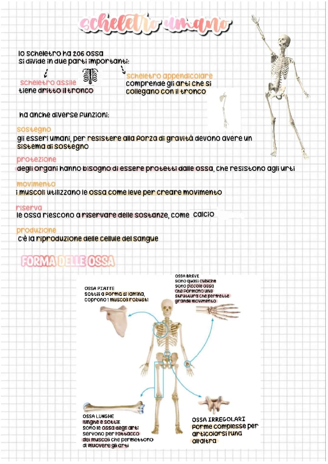 scheletro umano- apparato di movimento-libro: zanichelli, osservare e capire edizione "il corpo umano"