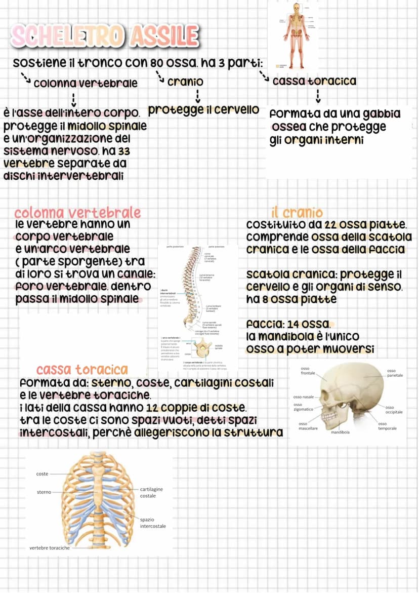 scheletio umano
lo scheletro ha 206 ossa
Si divide in due parti importanti:
1
TO
scheletro assile
tiene dritto il tronco
ha anche diverse fu