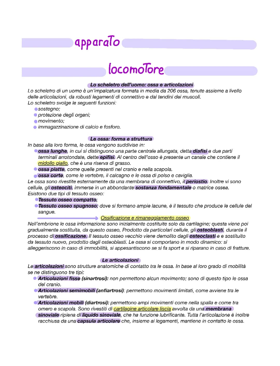 apparato locomotore 