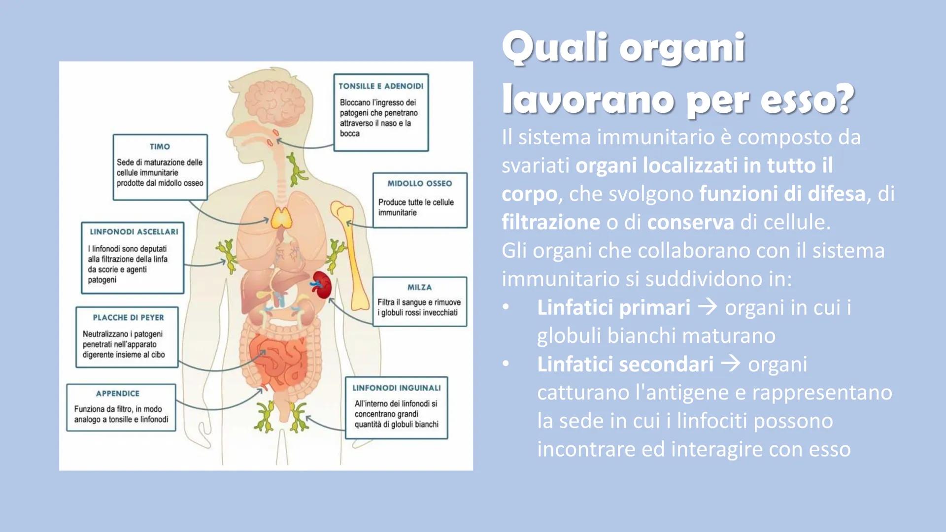 Ricerca di scienze di Ronzoni Asia classe 3^A
FOR DE
P
IL SISTEMA
IMMUNITARIO
DEL CORPO UMANO
PAM Cosa è il sistema immunitario del corpo um