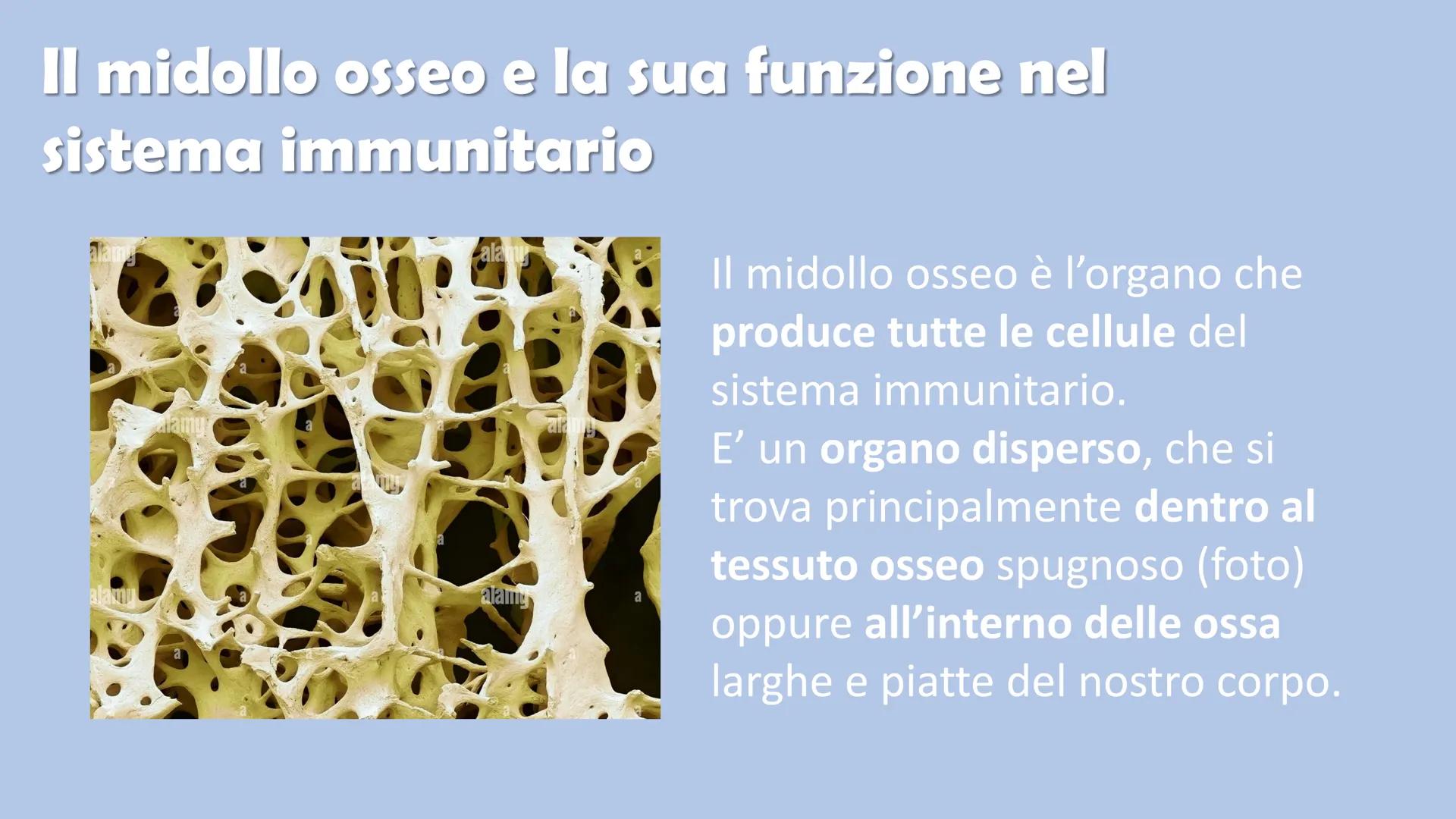 Ricerca di scienze di Ronzoni Asia classe 3^A
FOR DE
P
IL SISTEMA
IMMUNITARIO
DEL CORPO UMANO
PAM Cosa è il sistema immunitario del corpo um