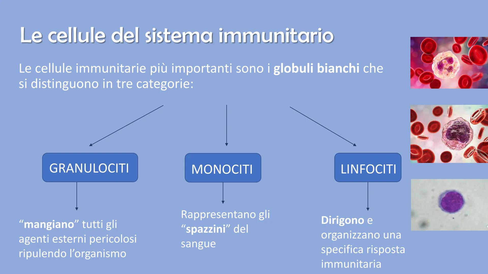 Ricerca di scienze di Ronzoni Asia classe 3^A
FOR DE
P
IL SISTEMA
IMMUNITARIO
DEL CORPO UMANO
PAM Cosa è il sistema immunitario del corpo um