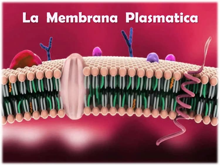 Know Membrana Plasmatica thumbnail