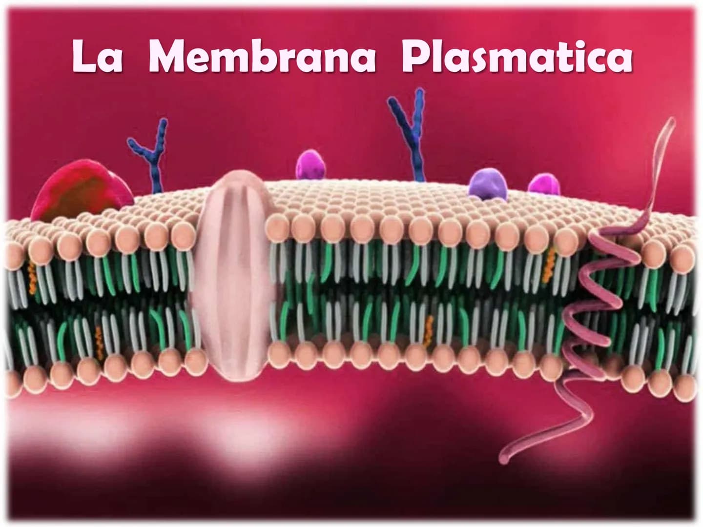 La Membrana Plasmatica
Sum
SH La Membrana Plasmatica
La Membrana Plasmatica
o Cellulare, è una delle parti
che compongono la struttura
delle