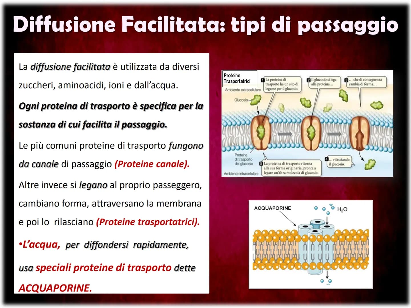 La Membrana Plasmatica
Sum
SH La Membrana Plasmatica
La Membrana Plasmatica
o Cellulare, è una delle parti
che compongono la struttura
delle