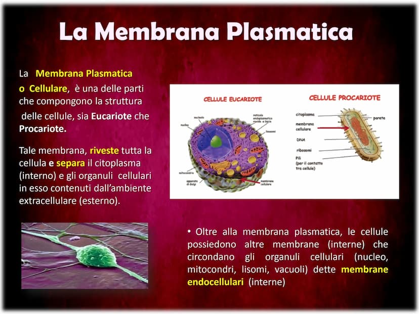 La Membrana Plasmatica
Sum
SH La Membrana Plasmatica
La Membrana Plasmatica
o Cellulare, è una delle parti
che compongono la struttura
delle
