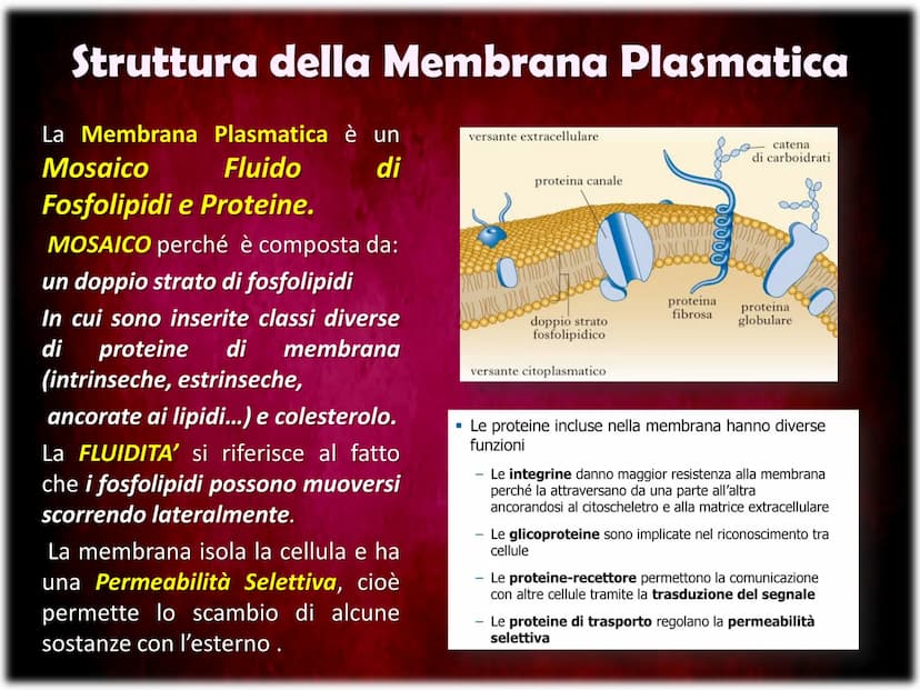 La Membrana Plasmatica
Sum
SH La Membrana Plasmatica
La Membrana Plasmatica
o Cellulare, è una delle parti
che compongono la struttura
delle