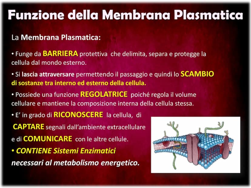 La Membrana Plasmatica
Sum
SH La Membrana Plasmatica
La Membrana Plasmatica
o Cellulare, è una delle parti
che compongono la struttura
delle