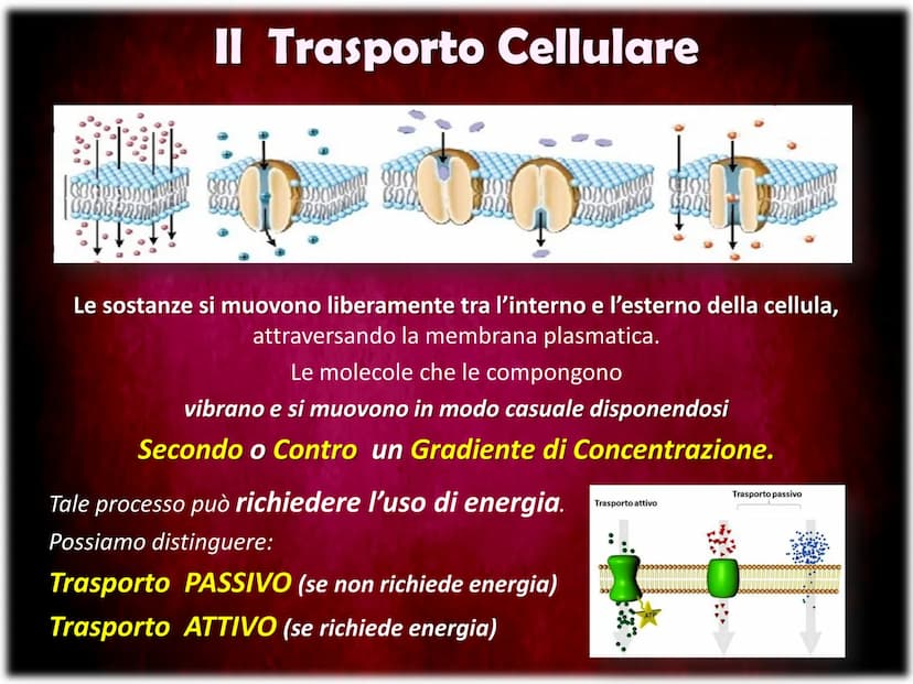 La Membrana Plasmatica
Sum
SH La Membrana Plasmatica
La Membrana Plasmatica
o Cellulare, è una delle parti
che compongono la struttura
delle