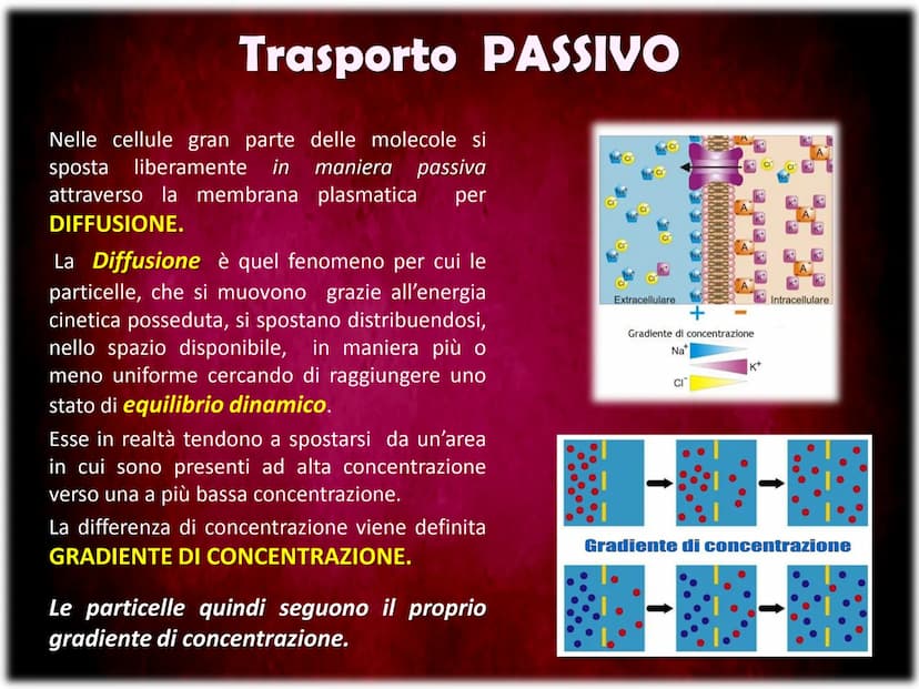 La Membrana Plasmatica
Sum
SH La Membrana Plasmatica
La Membrana Plasmatica
o Cellulare, è una delle parti
che compongono la struttura
delle