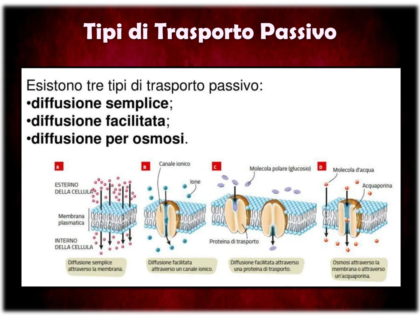La Membrana Plasmatica
Sum
SH La Membrana Plasmatica
La Membrana Plasmatica
o Cellulare, è una delle parti
che compongono la struttura
delle