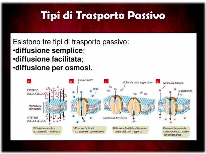 La Membrana Plasmatica
Sum
SH La Membrana Plasmatica
La Membrana Plasmatica
o Cellulare, è una delle parti
che compongono la struttura
delle
