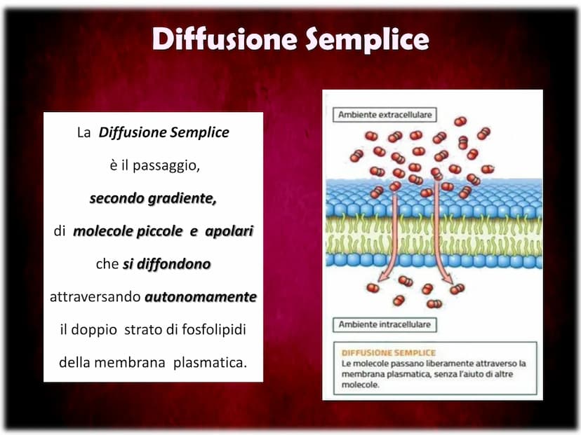 La Membrana Plasmatica
Sum
SH La Membrana Plasmatica
La Membrana Plasmatica
o Cellulare, è una delle parti
che compongono la struttura
delle