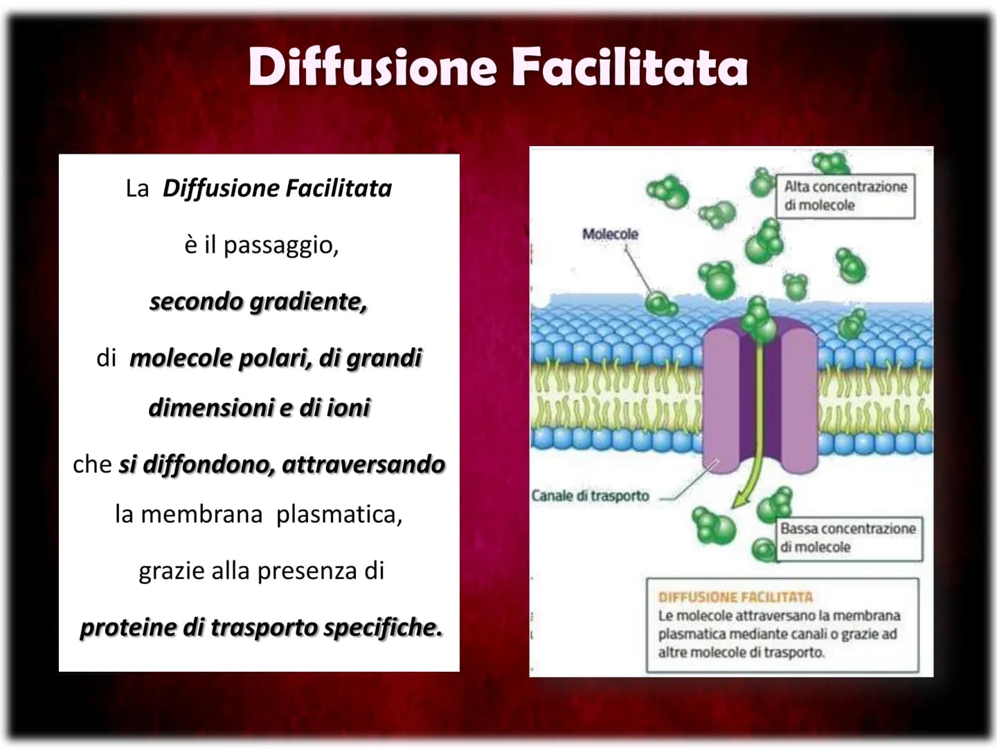 La Membrana Plasmatica
Sum
SH La Membrana Plasmatica
La Membrana Plasmatica
o Cellulare, è una delle parti
che compongono la struttura
delle