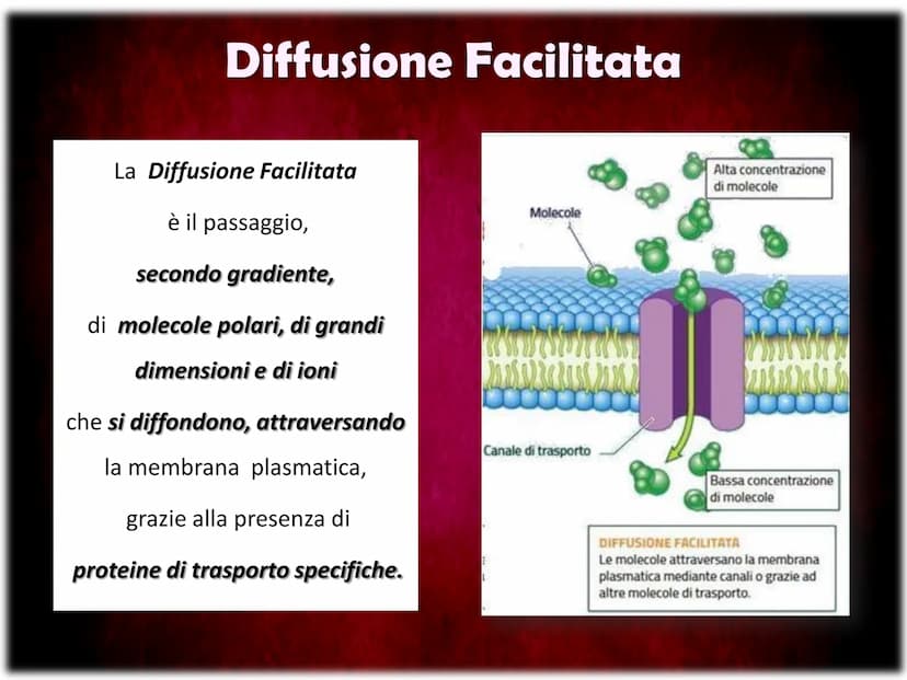 La Membrana Plasmatica
Sum
SH La Membrana Plasmatica
La Membrana Plasmatica
o Cellulare, è una delle parti
che compongono la struttura
delle