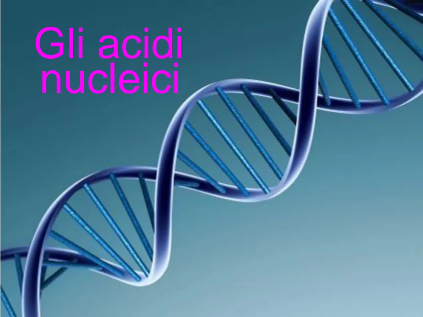 Gli acidi
nucleici DNAe RNA: polimeri di nucleotidi
Il DNA e l'RNA sono acidi nucleici ovvero
polimeri (macromolecole biologiche) chiamati
P