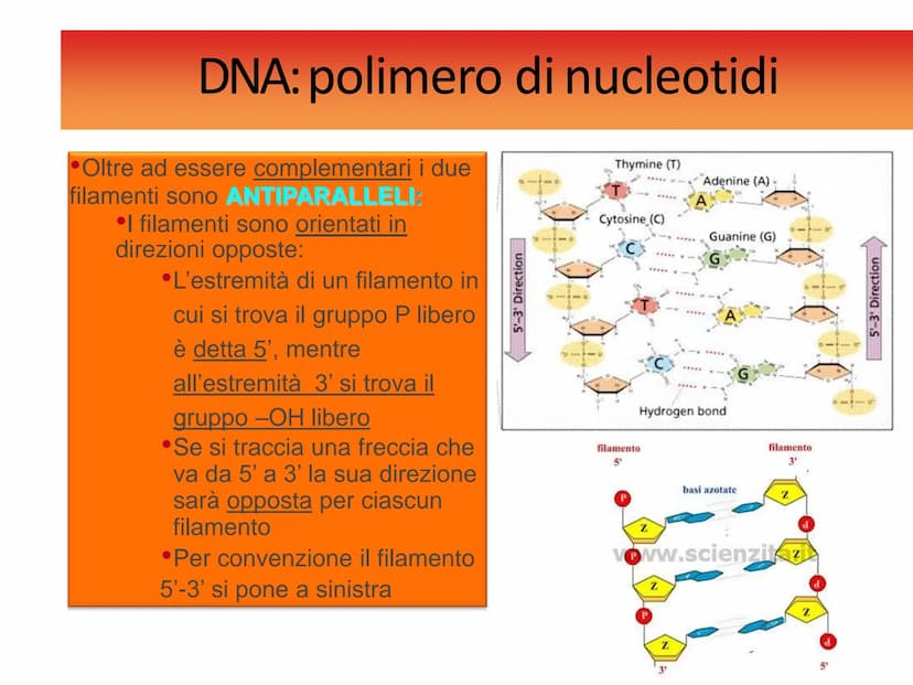Gli acidi
nucleici DNAe RNA: polimeri di nucleotidi
Il DNA e l'RNA sono acidi nucleici ovvero
polimeri (macromolecole biologiche) chiamati
P
