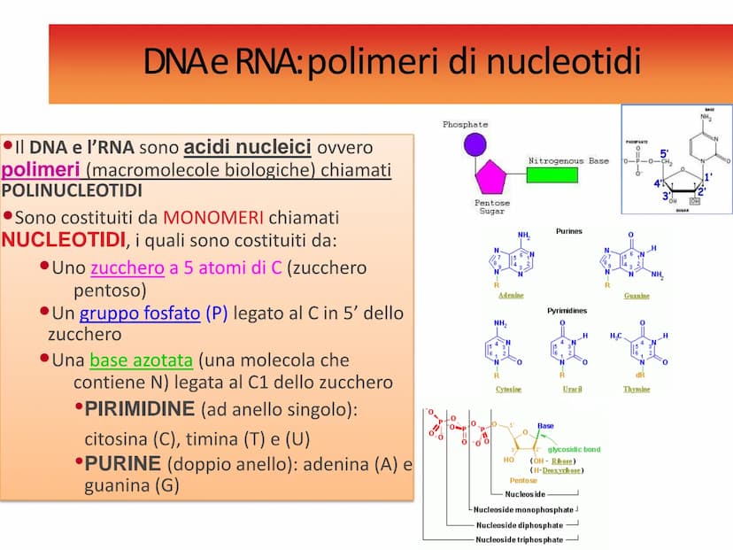 Gli acidi
nucleici DNAe RNA: polimeri di nucleotidi
Il DNA e l'RNA sono acidi nucleici ovvero
polimeri (macromolecole biologiche) chiamati
P