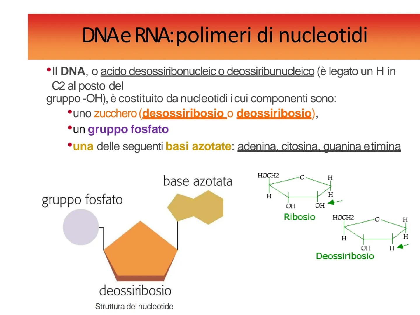 Gli acidi
nucleici DNAe RNA: polimeri di nucleotidi
Il DNA e l'RNA sono acidi nucleici ovvero
polimeri (macromolecole biologiche) chiamati
P