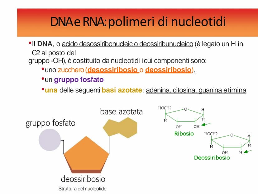 Gli acidi
nucleici DNAe RNA: polimeri di nucleotidi
Il DNA e l'RNA sono acidi nucleici ovvero
polimeri (macromolecole biologiche) chiamati
P