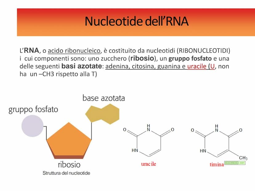 Gli acidi
nucleici DNAe RNA: polimeri di nucleotidi
Il DNA e l'RNA sono acidi nucleici ovvero
polimeri (macromolecole biologiche) chiamati
P