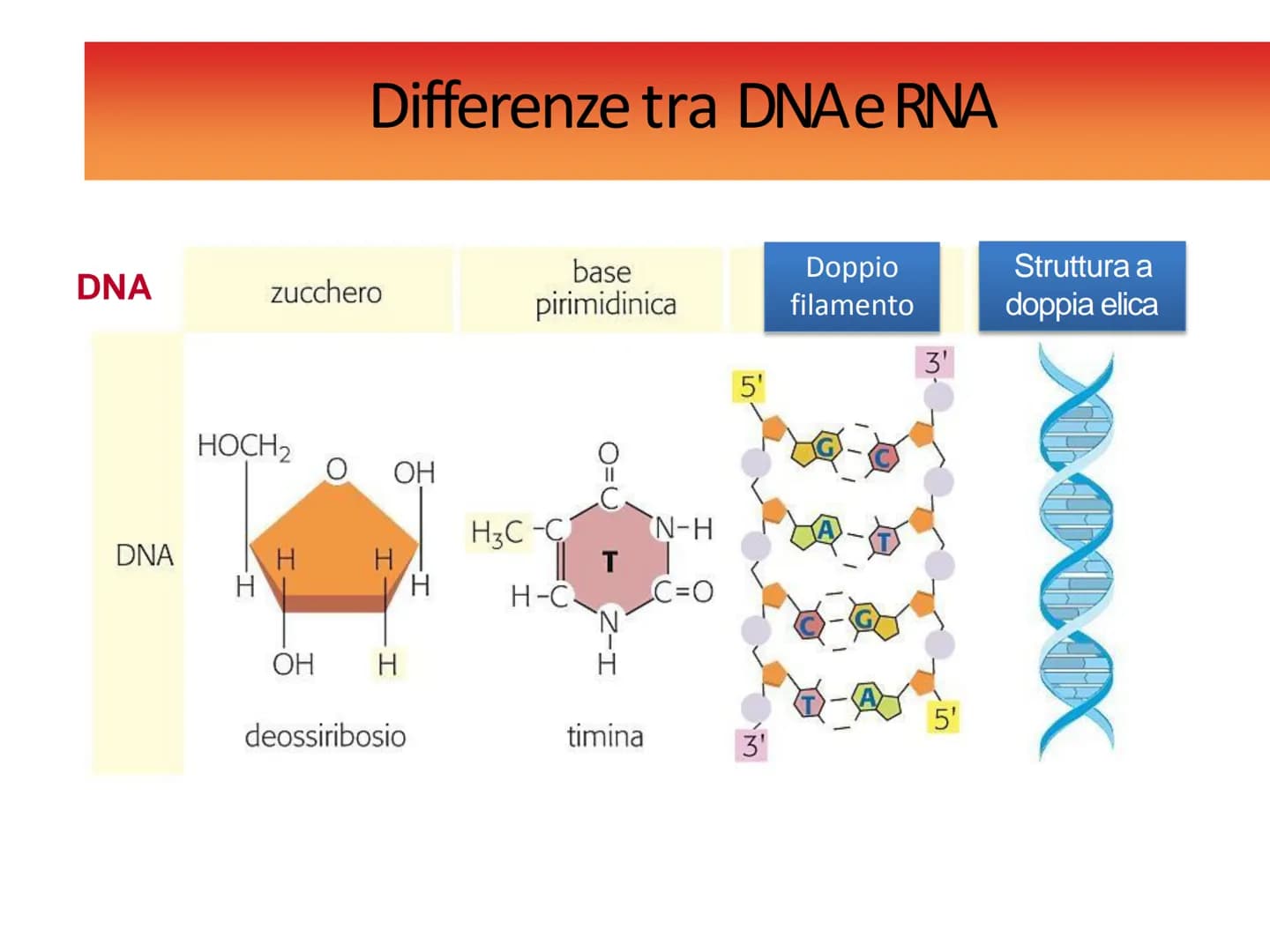 Gli acidi
nucleici DNAe RNA: polimeri di nucleotidi
Il DNA e l'RNA sono acidi nucleici ovvero
polimeri (macromolecole biologiche) chiamati
P