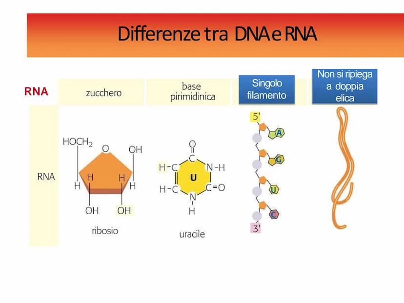 Gli acidi
nucleici DNAe RNA: polimeri di nucleotidi
Il DNA e l'RNA sono acidi nucleici ovvero
polimeri (macromolecole biologiche) chiamati
P