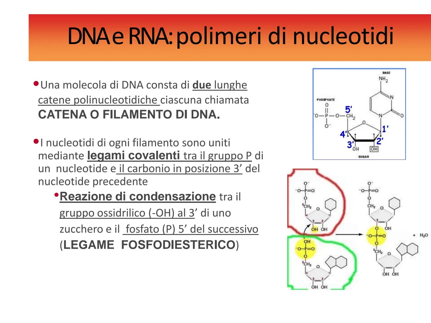 Gli acidi
nucleici DNAe RNA: polimeri di nucleotidi
Il DNA e l'RNA sono acidi nucleici ovvero
polimeri (macromolecole biologiche) chiamati
P