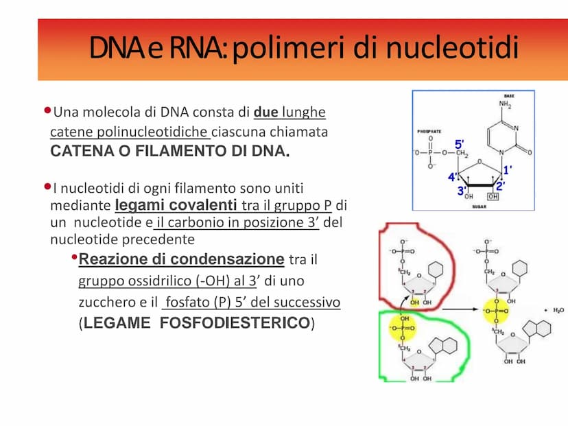 Gli acidi
nucleici DNAe RNA: polimeri di nucleotidi
Il DNA e l'RNA sono acidi nucleici ovvero
polimeri (macromolecole biologiche) chiamati
P