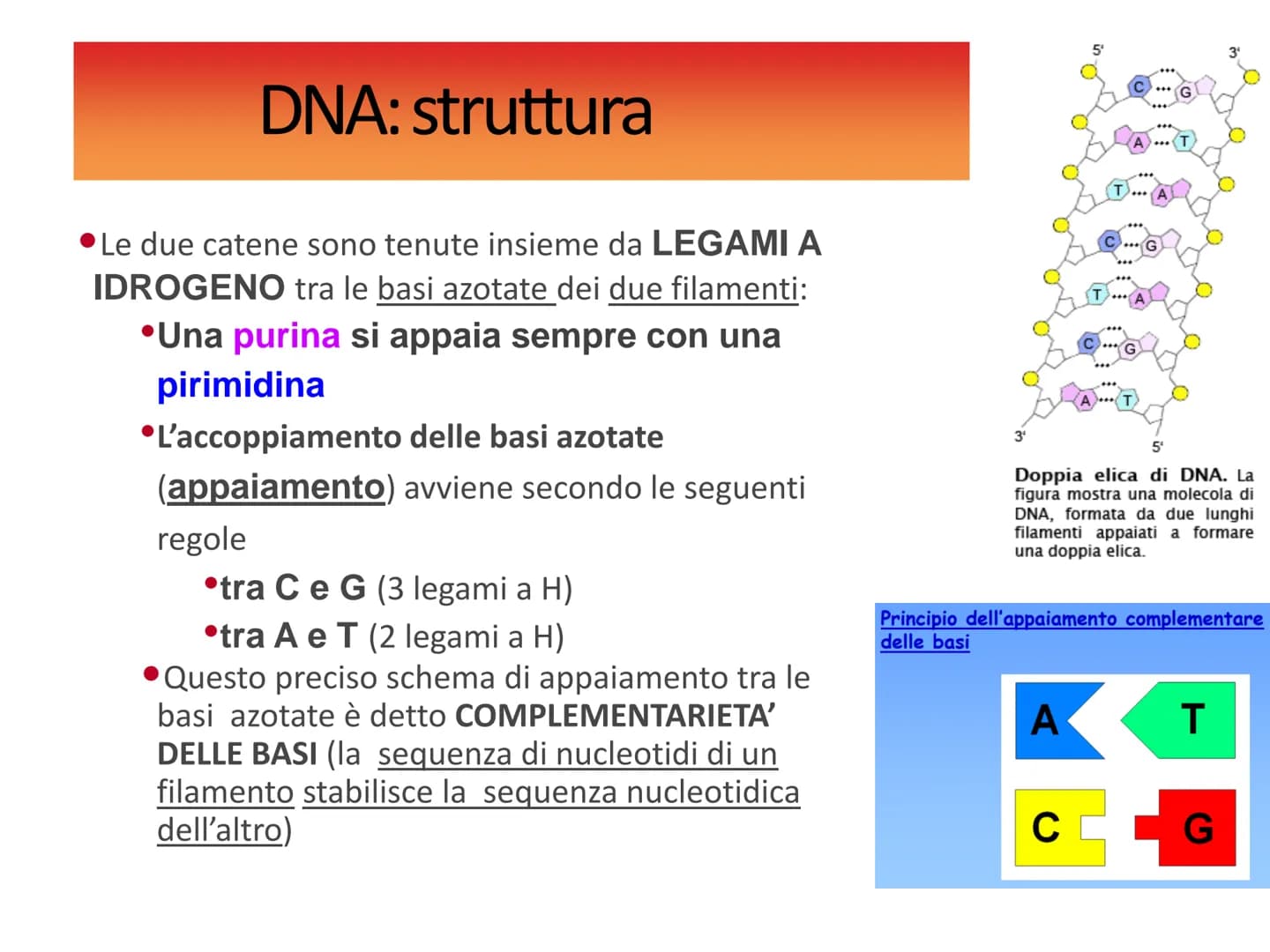 Gli acidi
nucleici DNAe RNA: polimeri di nucleotidi
Il DNA e l'RNA sono acidi nucleici ovvero
polimeri (macromolecole biologiche) chiamati
P