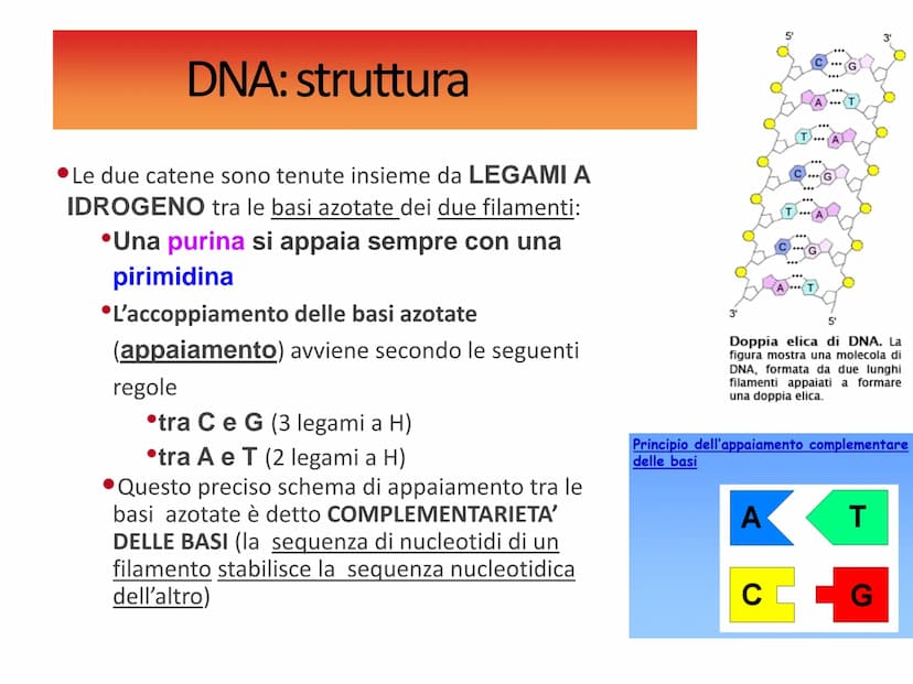 Gli acidi
nucleici DNAe RNA: polimeri di nucleotidi
Il DNA e l'RNA sono acidi nucleici ovvero
polimeri (macromolecole biologiche) chiamati
P