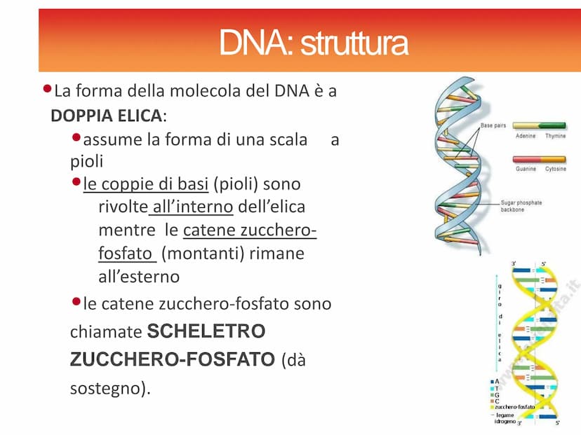 Gli acidi
nucleici DNAe RNA: polimeri di nucleotidi
Il DNA e l'RNA sono acidi nucleici ovvero
polimeri (macromolecole biologiche) chiamati
P
