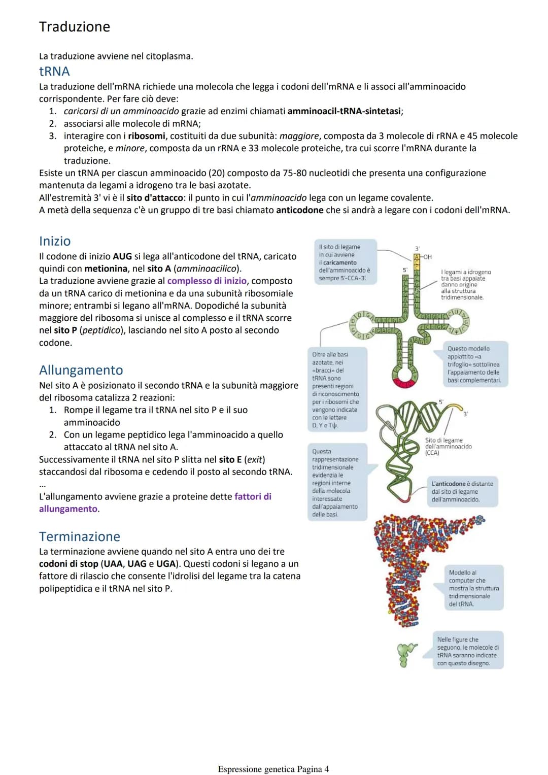 Costruzione delle proteine
Per indagare sui fenomeni biologici si utilizzano organismi modello che oltre a mostrare il fenomeno sono anche
f