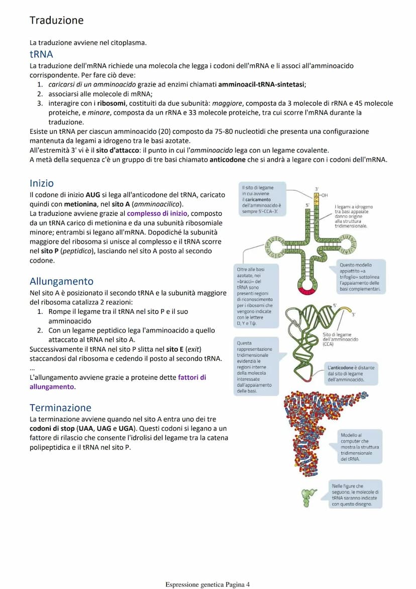 Costruzione delle proteine
Per indagare sui fenomeni biologici si utilizzano organismi modello che oltre a mostrare il fenomeno sono anche
f